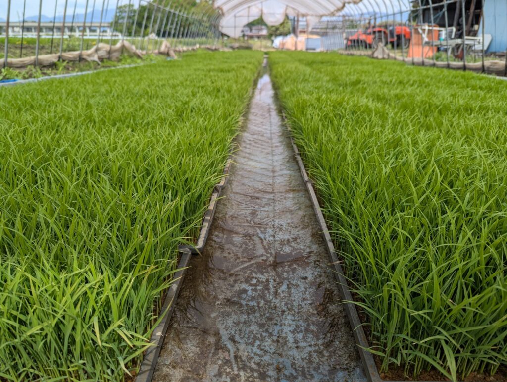 田植えを待つビニールハウス内の苗。青々とした葉が一面に広がる