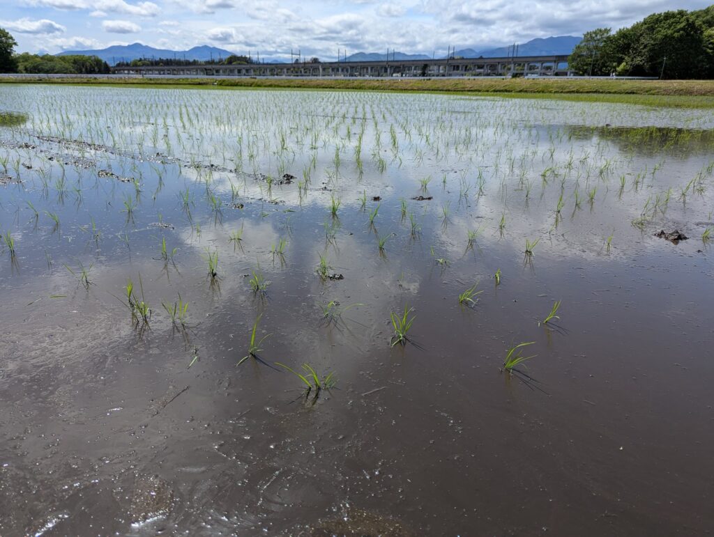 全ての田植えが完了した水田。若い苗が整然と並ぶ