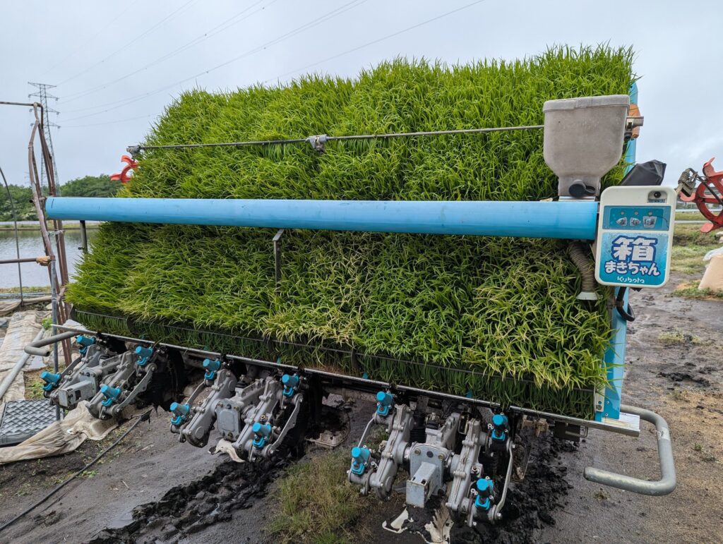 田植え機にセットされた育苗マット。この苗が一本一本植え付けられていく