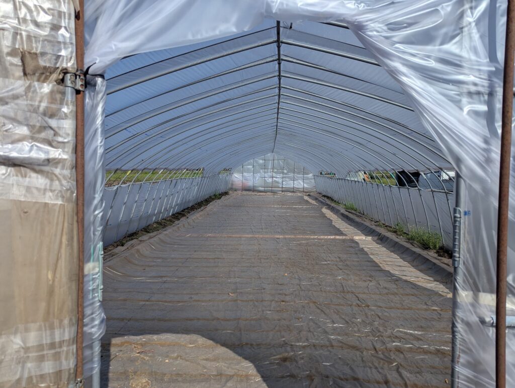 苗箱を並べる前のビニールハウス内部。シートが敷かれ、準備が整っている