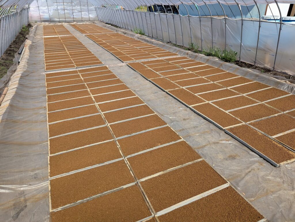 ビニールハウス内にきれいに並べられた苗箱の近景