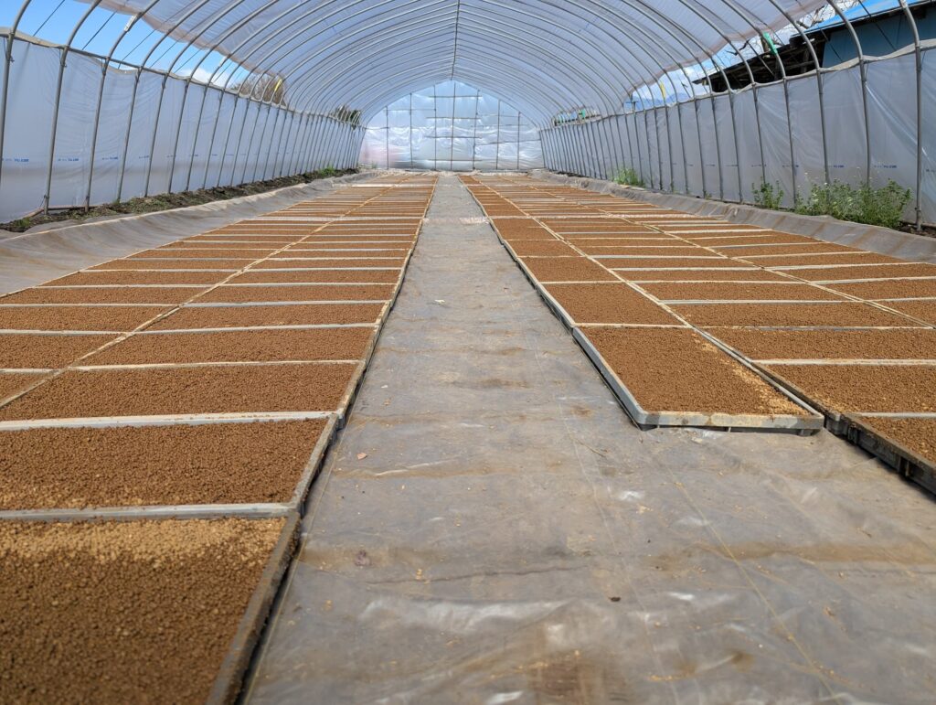 ビニールハウス内にずらりと並んだ230個の苗箱。2026年の種まき完了後の様子