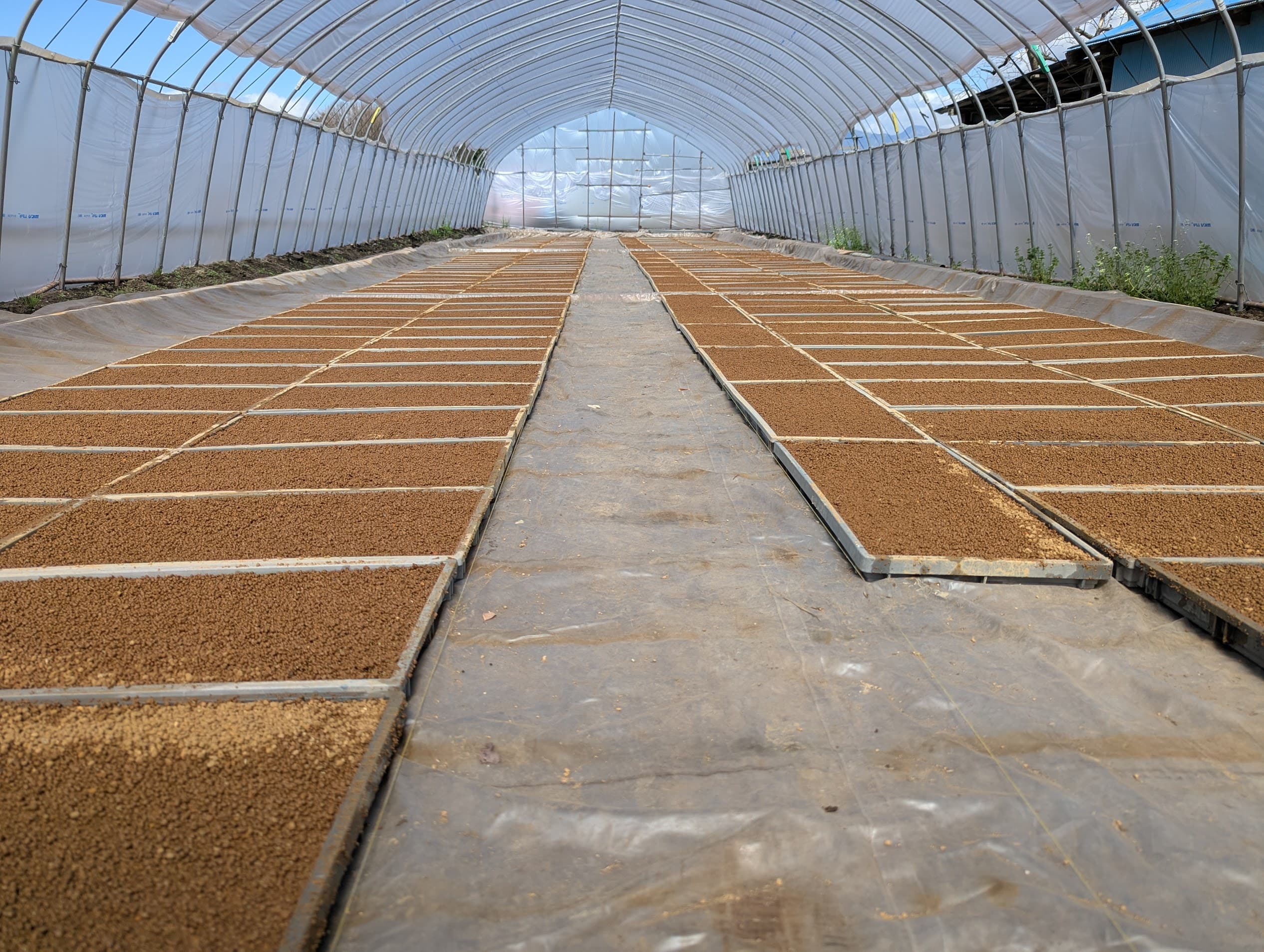 ビニールハウス内にずらりと並んだ230個の苗箱。2026年の種まき完了後の様子